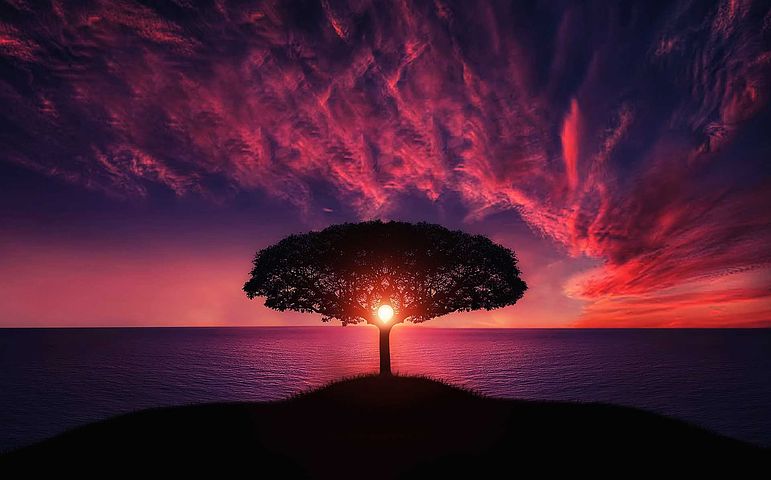 tree 736885 480